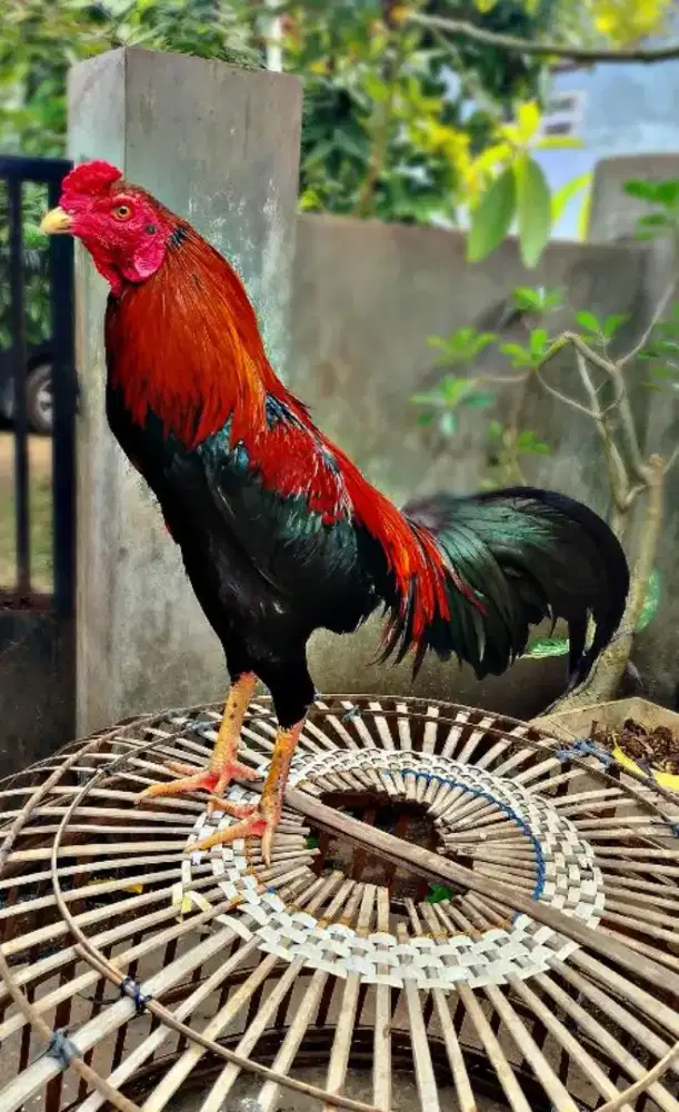 Ayam Bangkok selatan muda