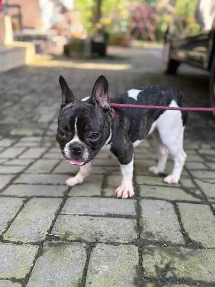 Anjing french bulldog hitam