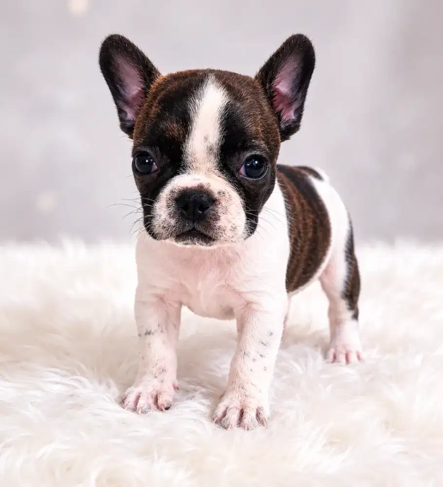 Dijual anakan Frenchie