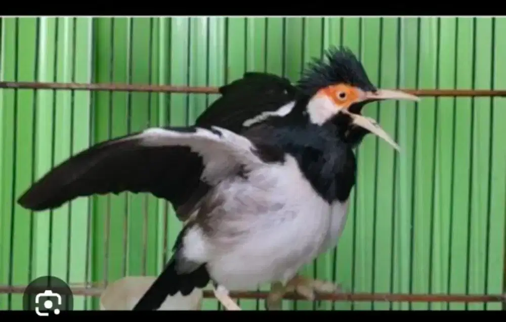 JSJ Garuda, banyak isian