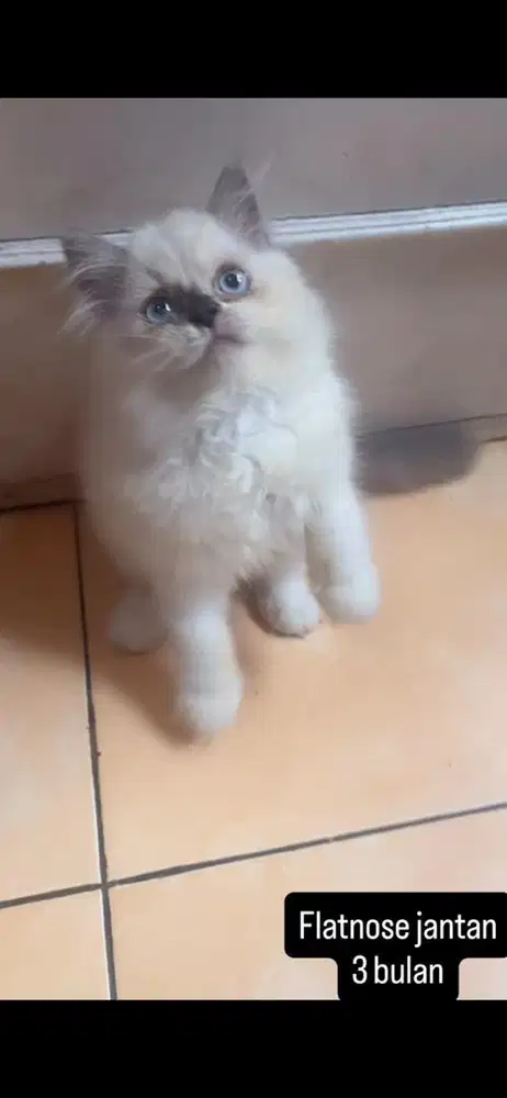 Kucing flatnose ragdoll