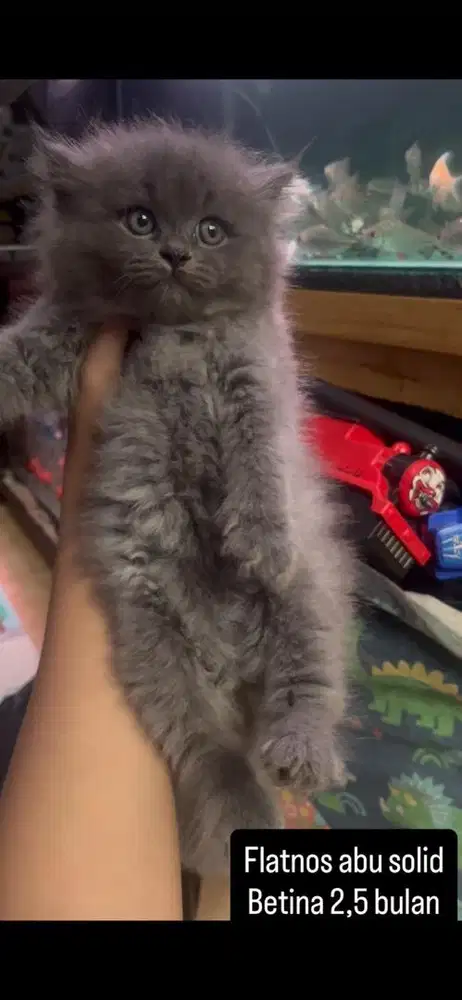 Kucing flatnose abu solid
