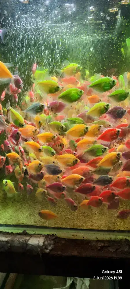 Ikan glofish warna warni