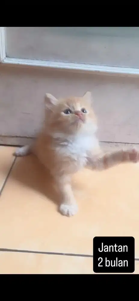 Kucing persia kitten