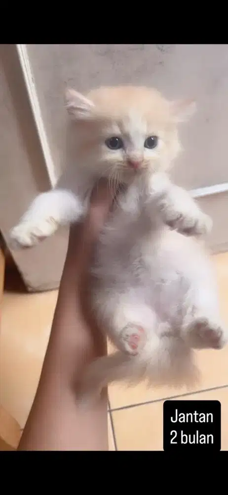 Kucing persia kitten