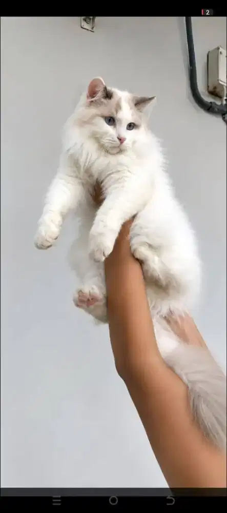 Ragdoll male anakan import