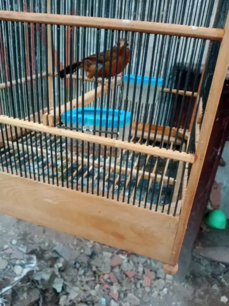 Wambi muda minus kaki kiri