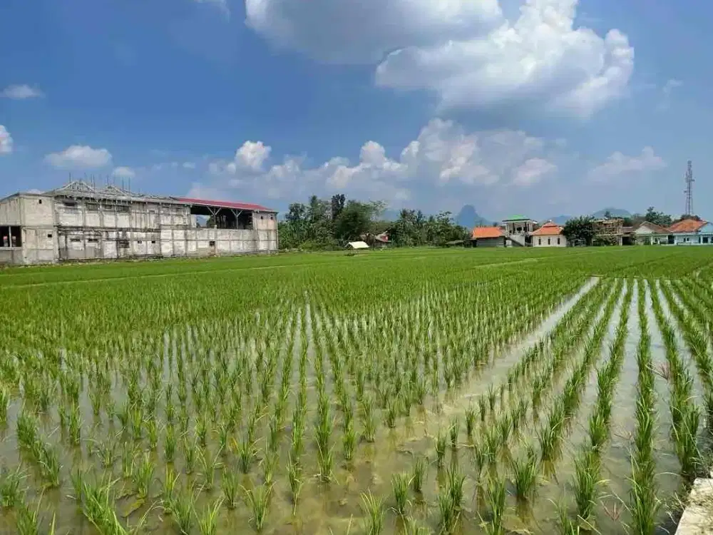 Sawah Produktif Hook Strategis Pinggir Jalan Utama Luas 6553 m Di Pangkalan Loji Karawang Barat