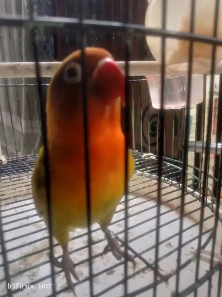 burung love bird gacor unik  fullset