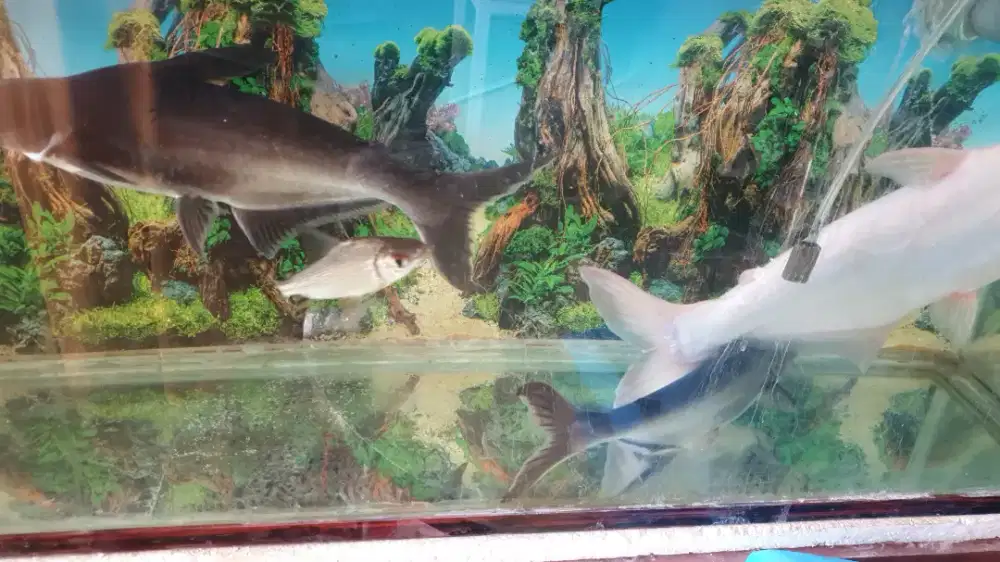 Dijual ikan,aquarium,filter,,dijual murah  gratis lemari pilitur