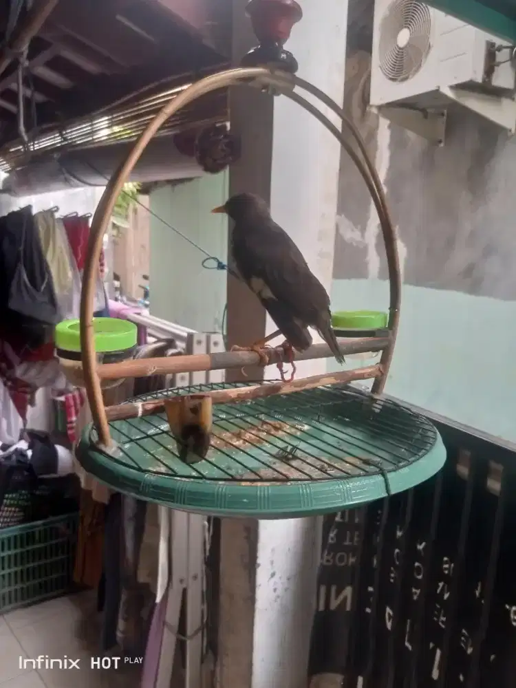 jalak kebo jantan mata putih dan murai papua