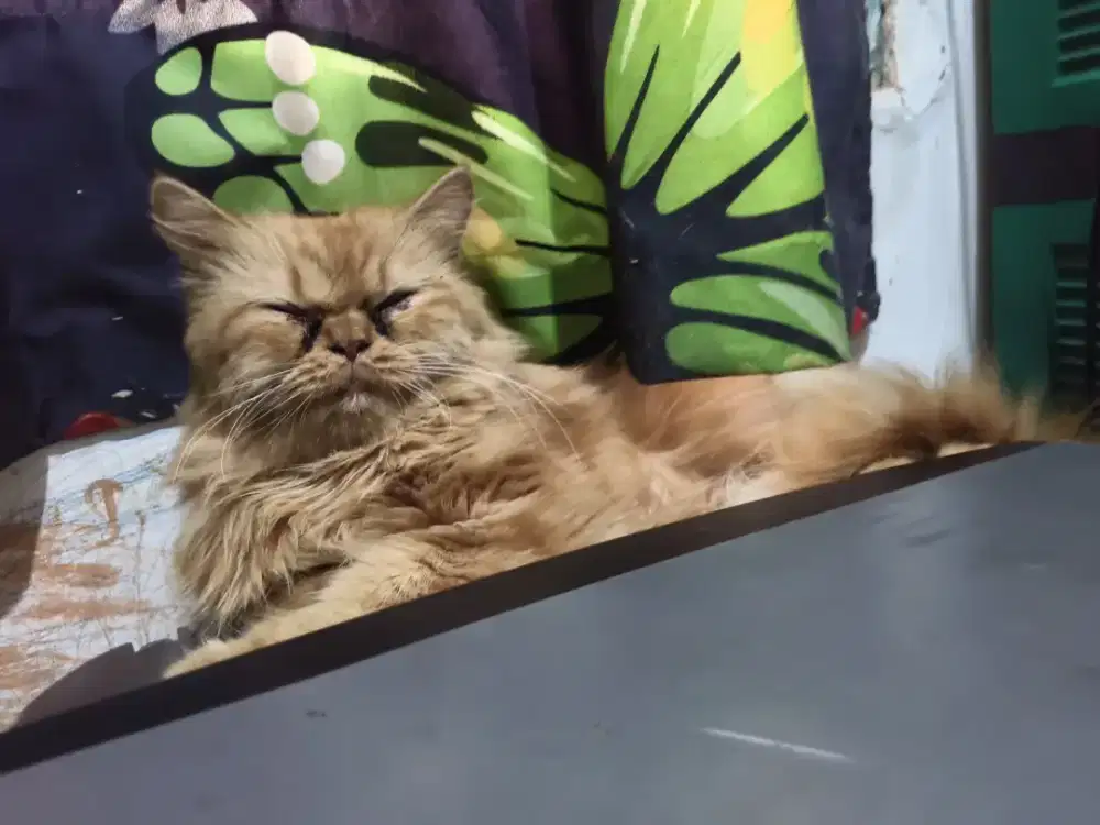 Kucing flatnose jantan
