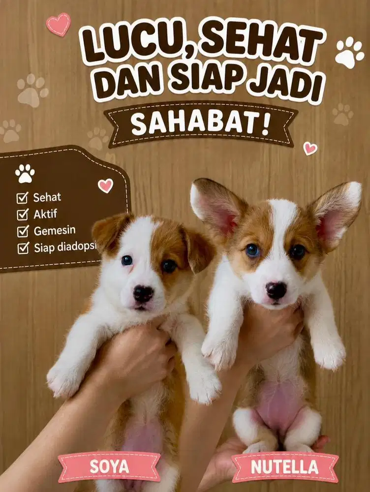 Jual Puppies Corgi Lucu Sehat