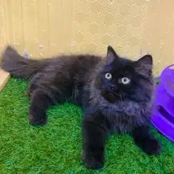 Kitten Persia BlackSmoke
