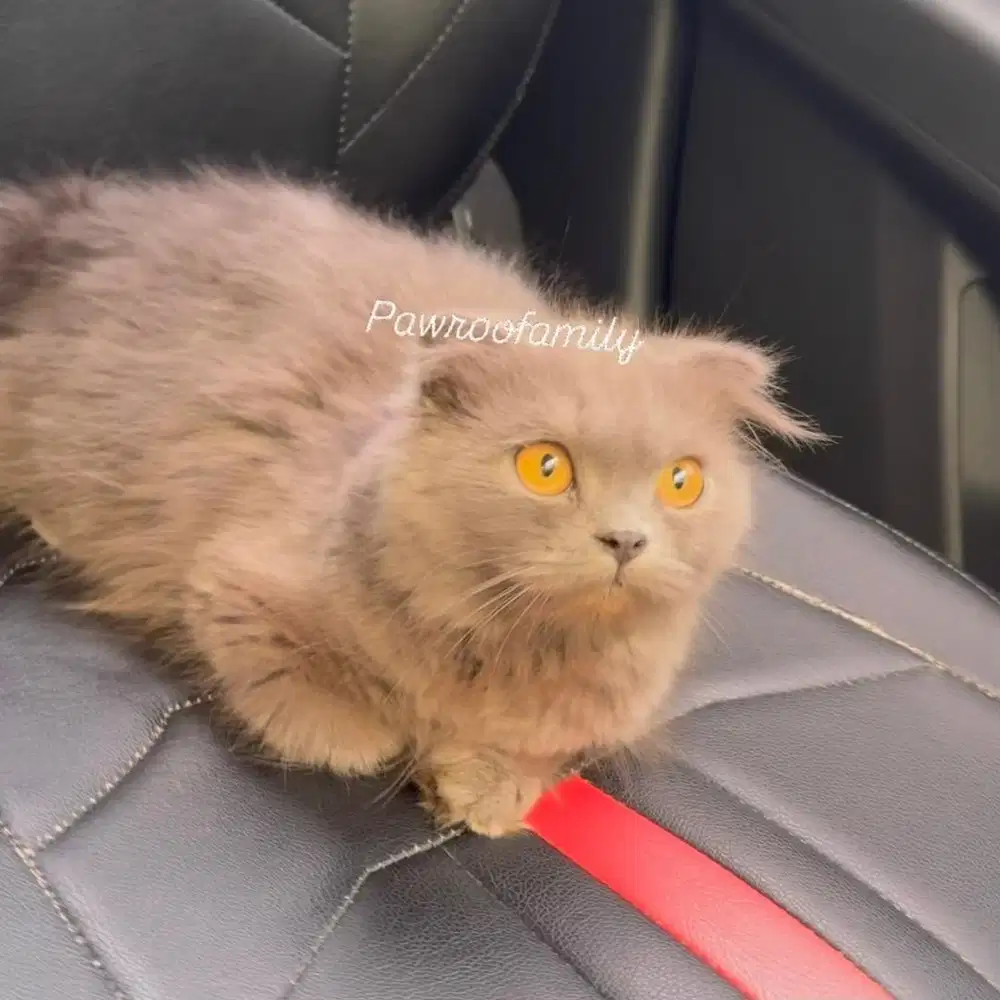 Scottish Fold Mix BSH, Blue BLH, Triple Fold