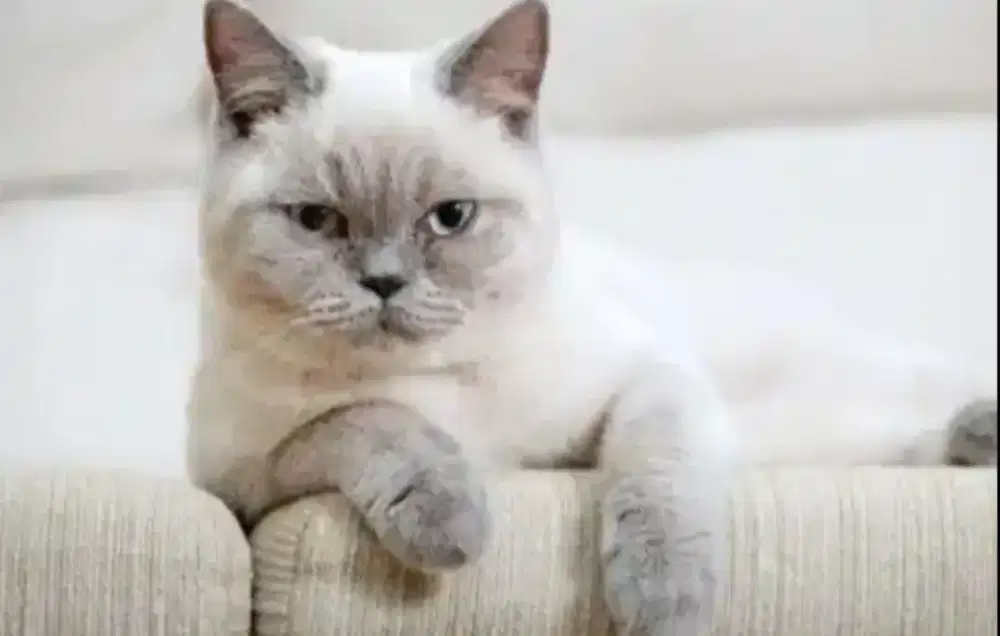 Kucing BSH SEALPOINT