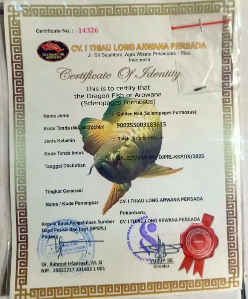 Arwana Golden Red 30cm
