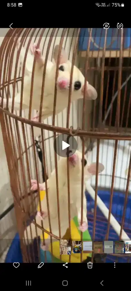 Lepas Adopsi Sugar Glider Jantan