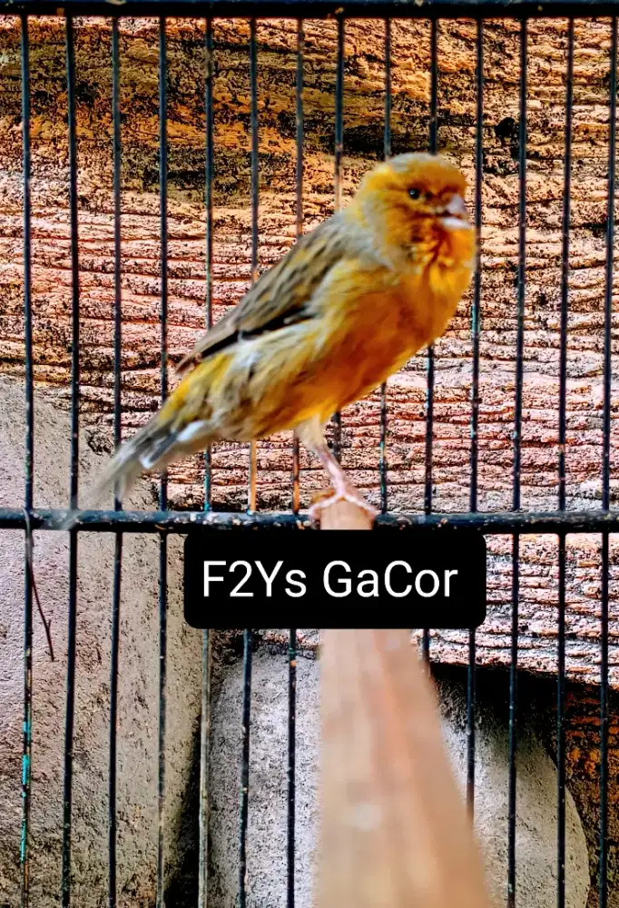 Kenari F2ys Jantan Gacor