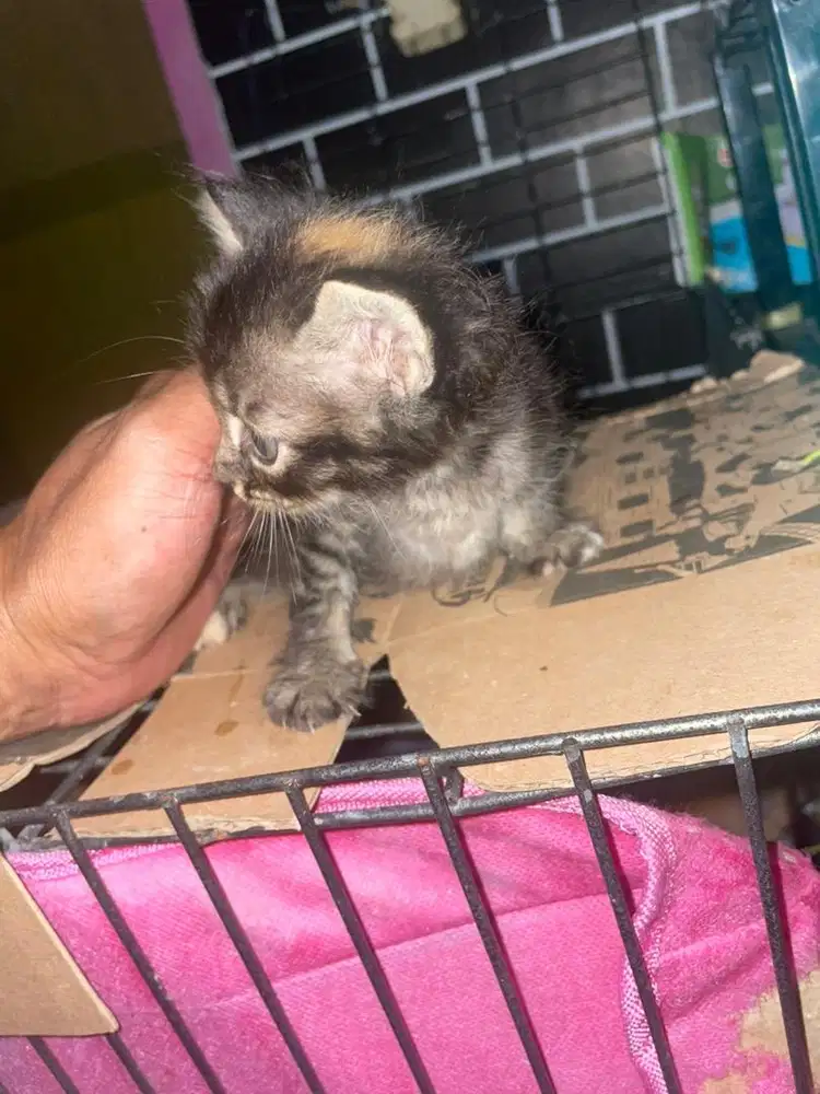 Anak Kucing Anggora 5 ekor