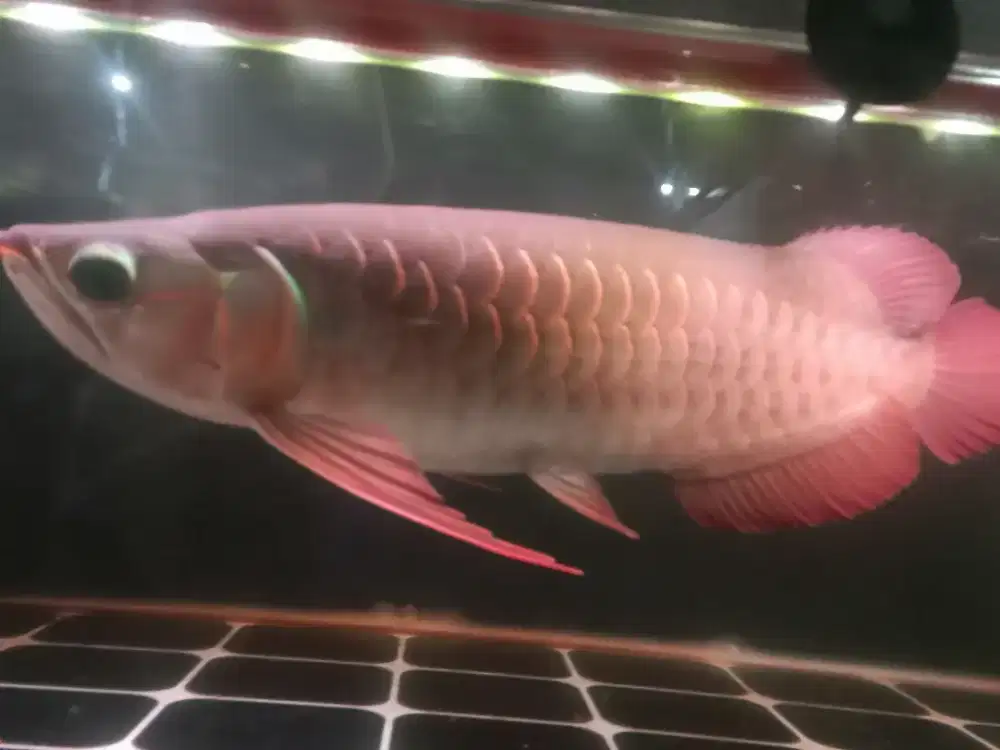 Jual ikan arwana super red kalimantan. Ada chip nya dari kalimantan