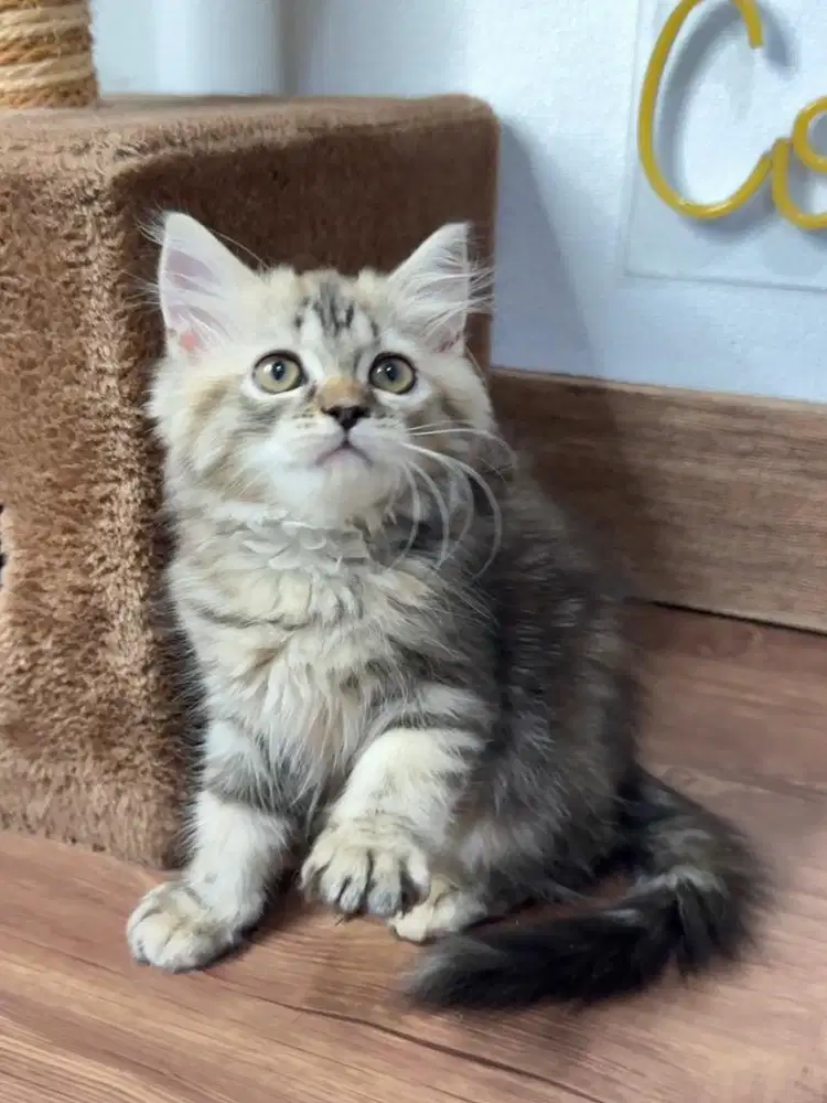 Kitten Kucing Persia