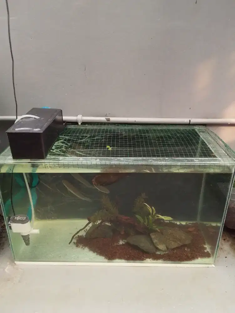 Aquarium dan isinya