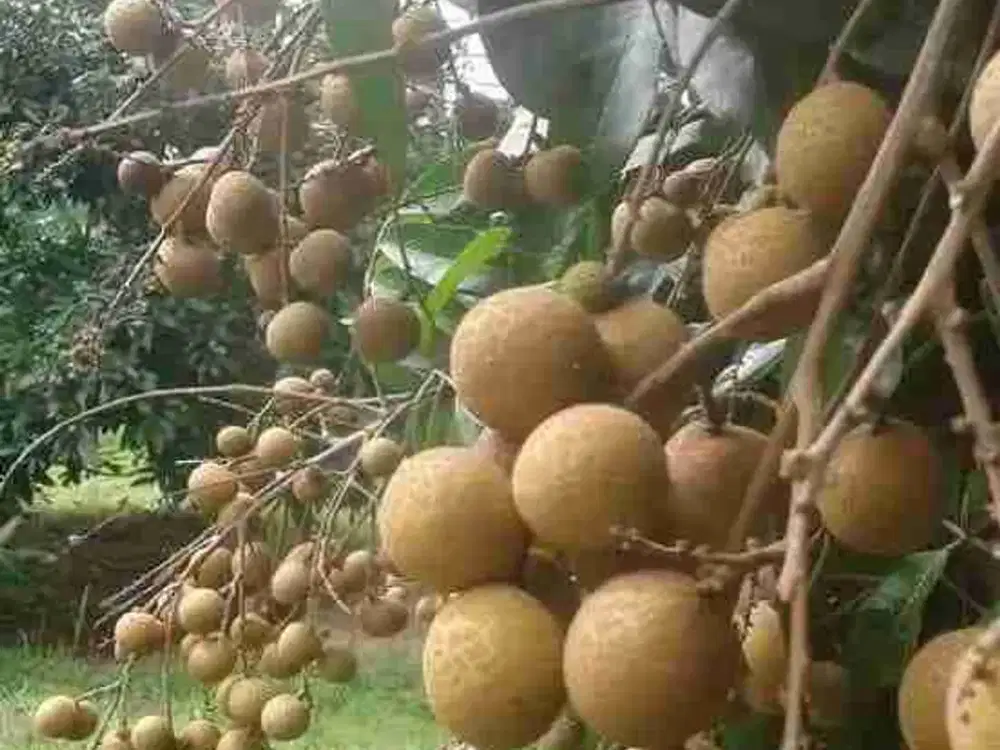 DIJUAL Kebun Durian & Kelengkeng di Sukabumi, Jawa Barat