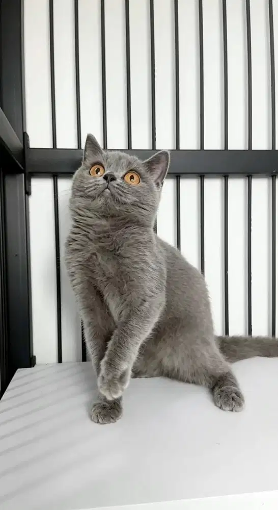 Kitten British Shorthair Betina