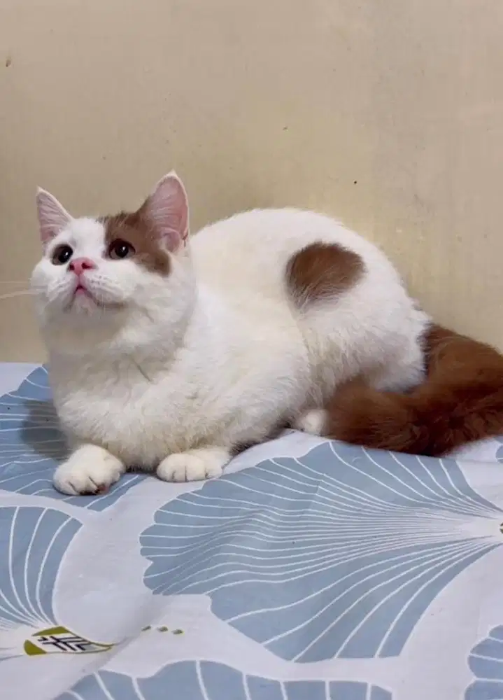 Kucing BSH Cinnamon