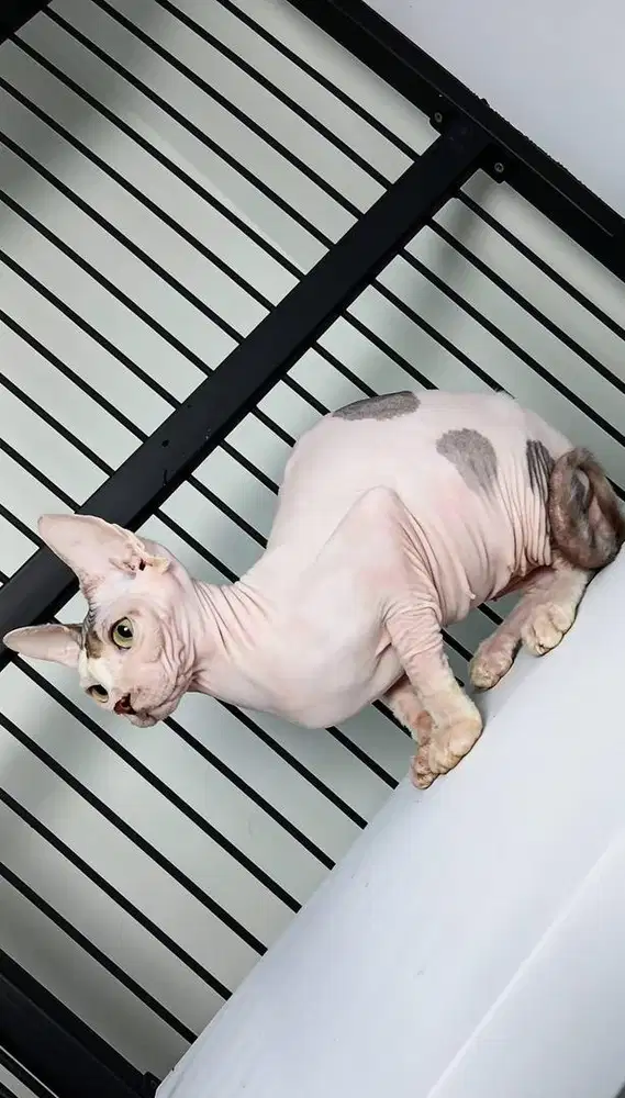 Indukan Sphynx Proven 3X