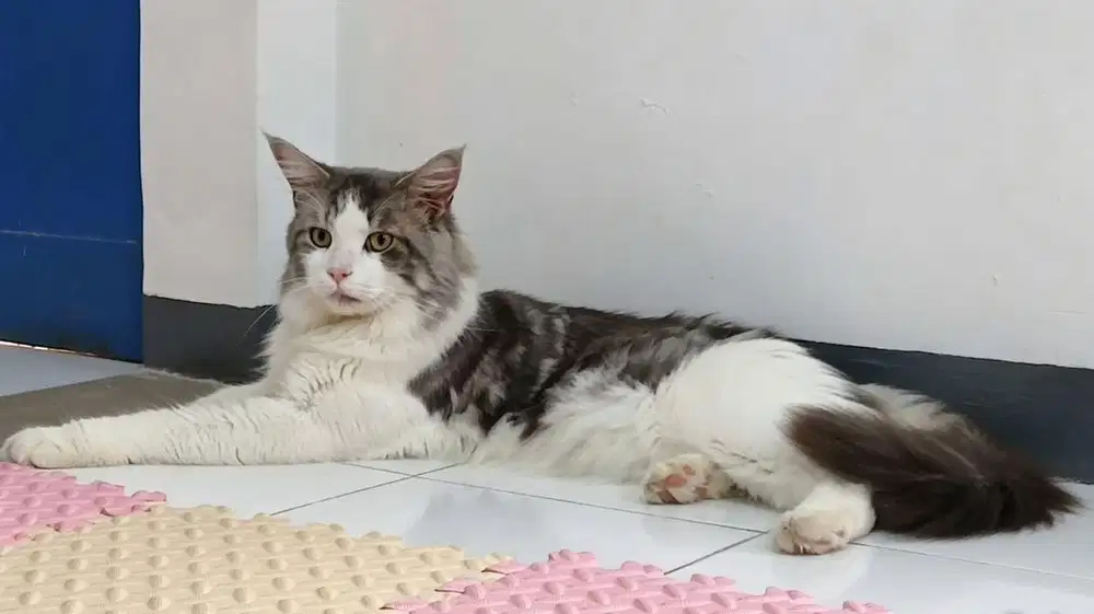 Mainecoon Purebreed Ped CFA