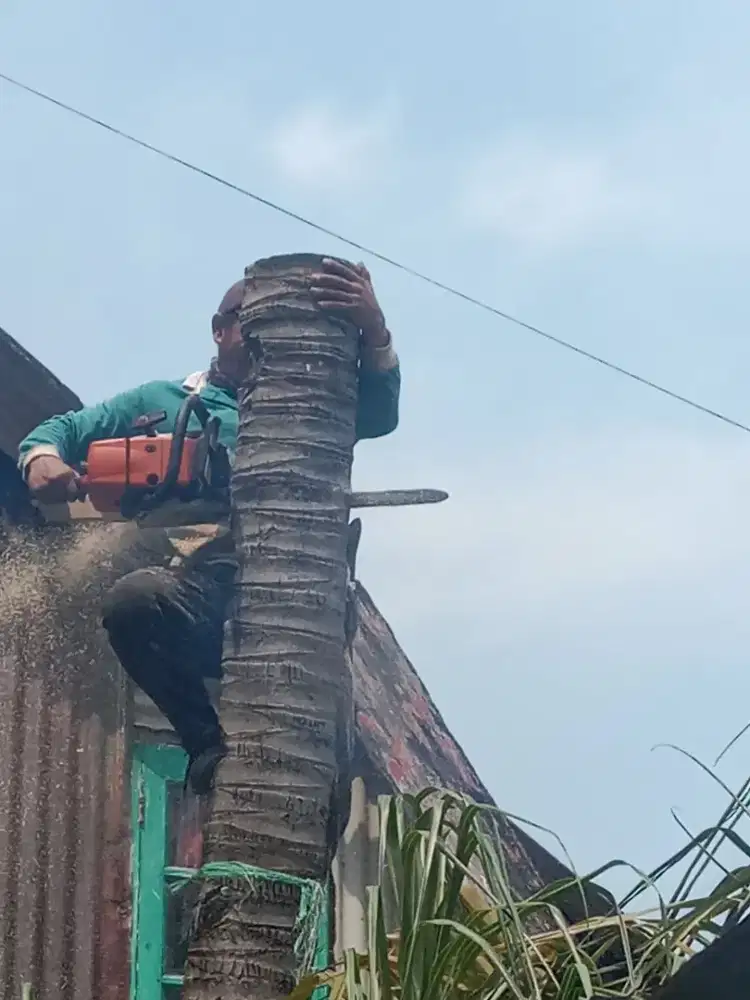Jasa tebang pohon