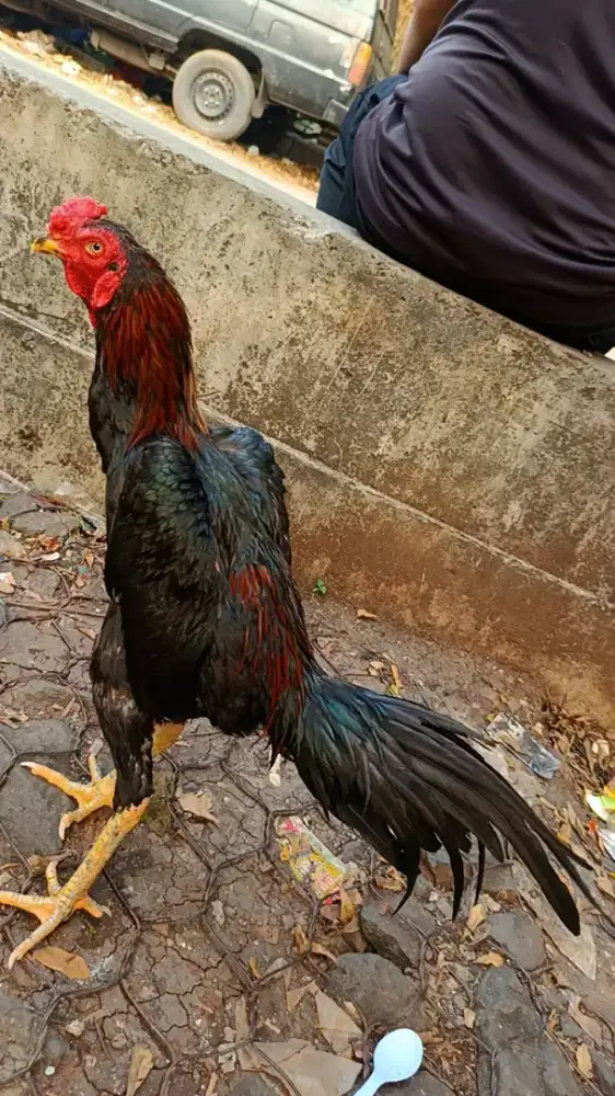 Ayam bangkok x pakoy