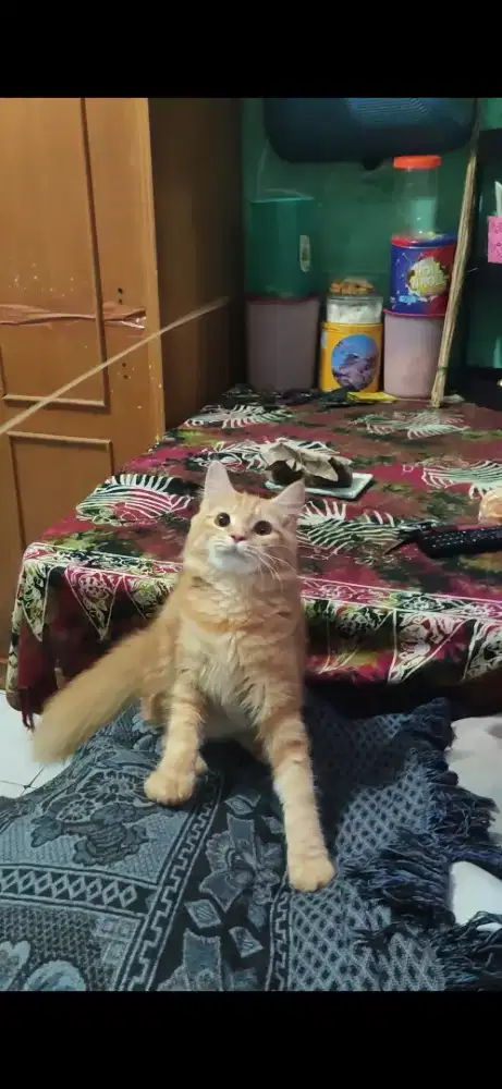 Kucing Mainecoon Betina