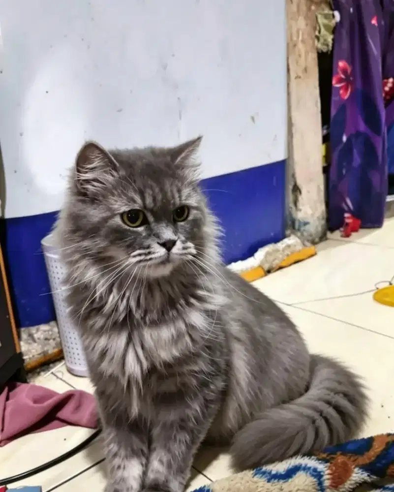 Kucing Persia betina birahi awAl