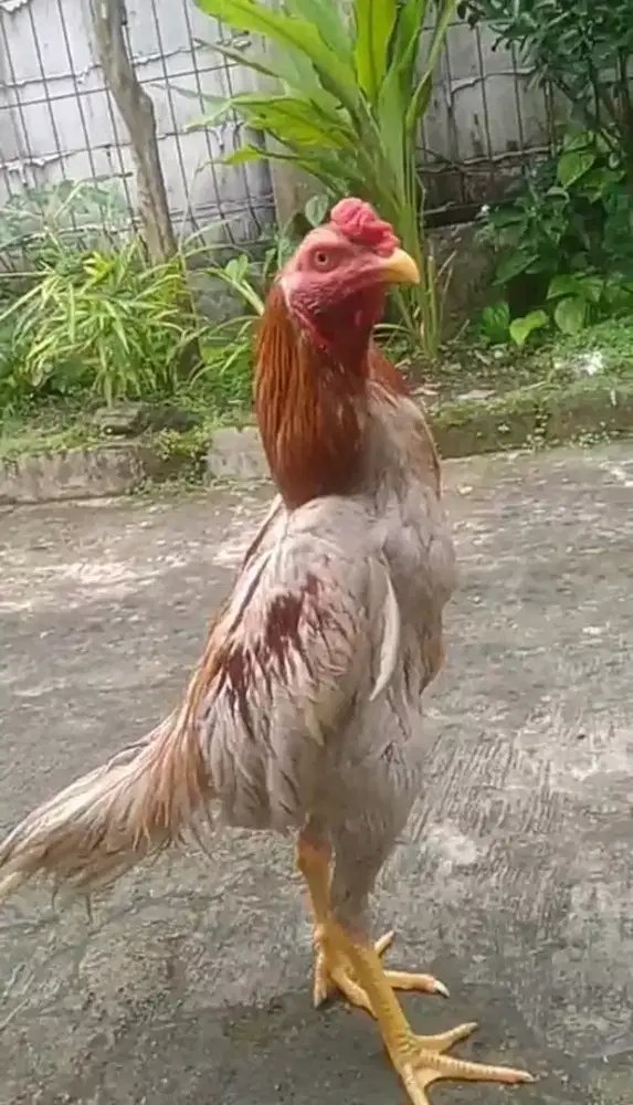 Ayam bangkok jantan