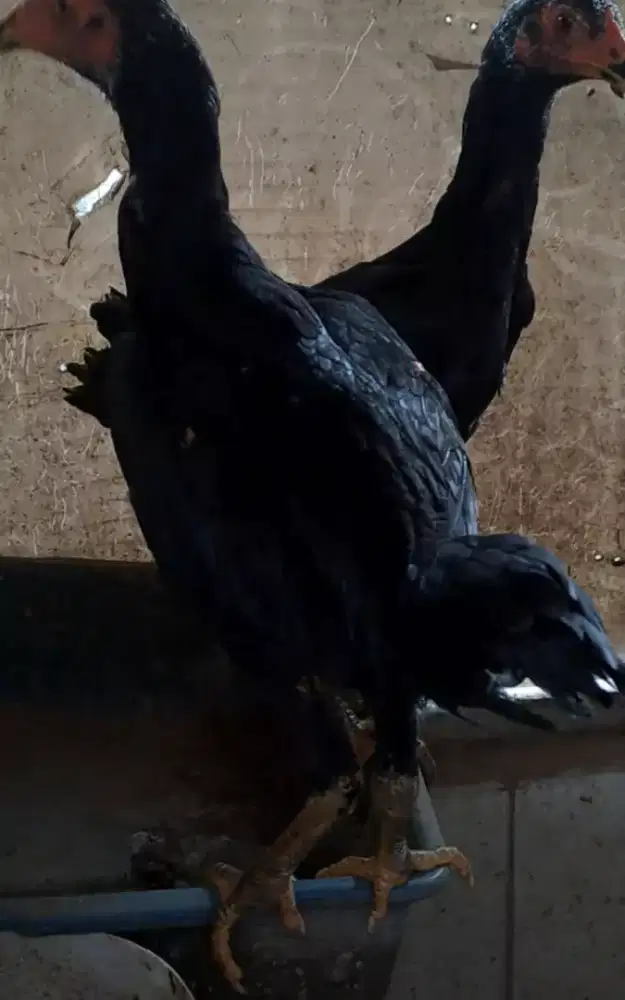 Ayam bangkok betina 2 ekor