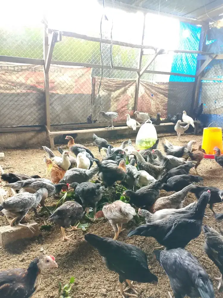 Ayam kampung Bb. 9 ons - 1 kg up