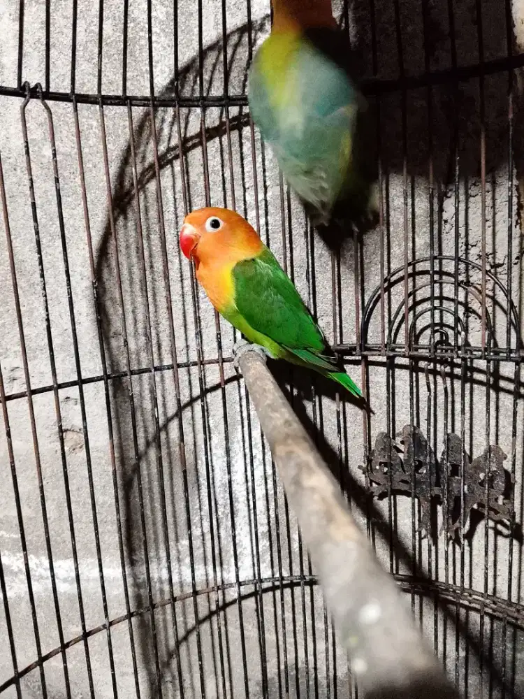 Love bird gren/bio/aqua/ino mm