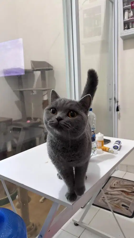 British Shorthair