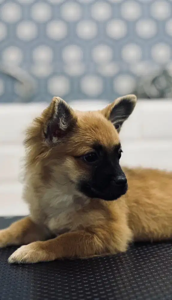 pomeranian anjing
