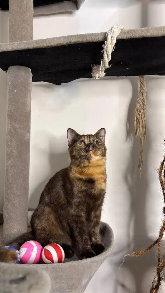 British Shorthair Cinamon Torti