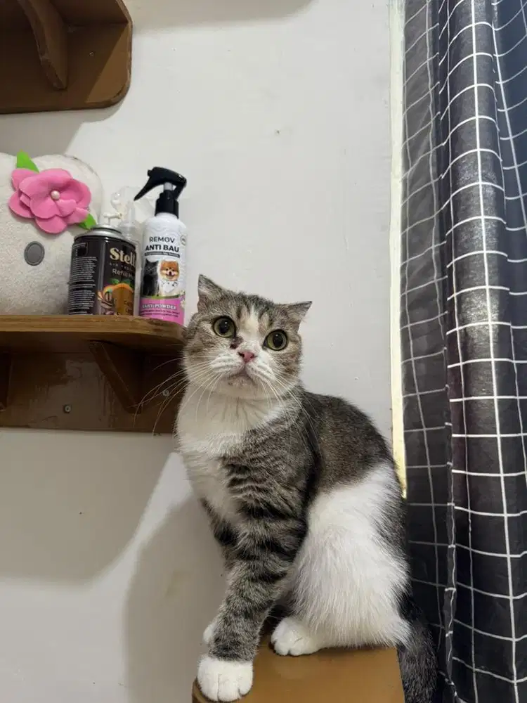 Scottish Fold betina