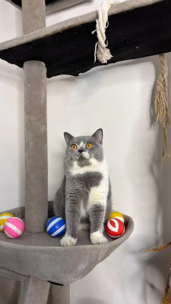 British Shorthair Ped CFA