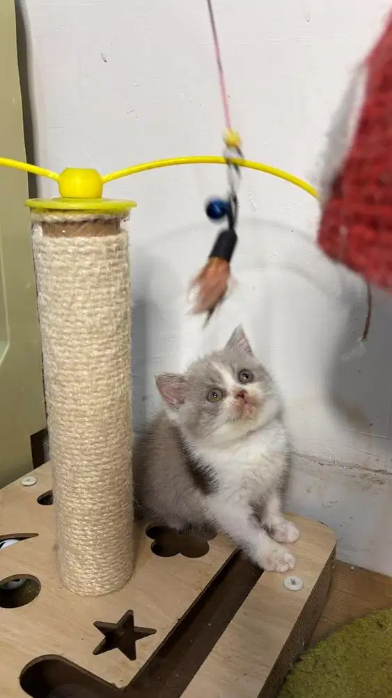 British Shorthair Betina