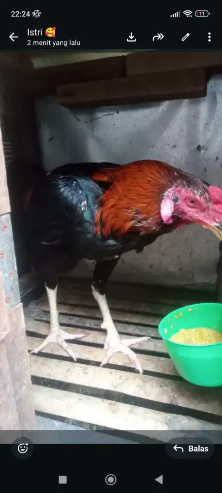 Ayam aduan pakoy ..