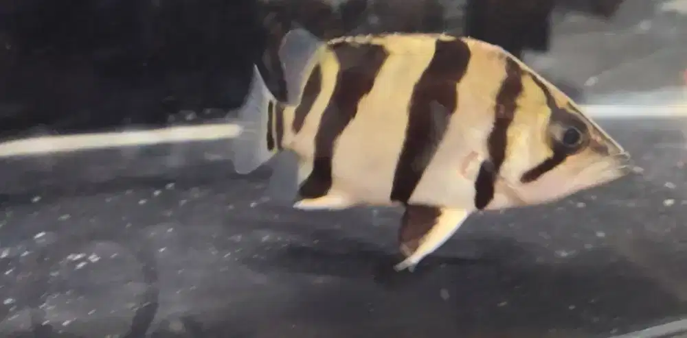 Ikan dutz sumatra