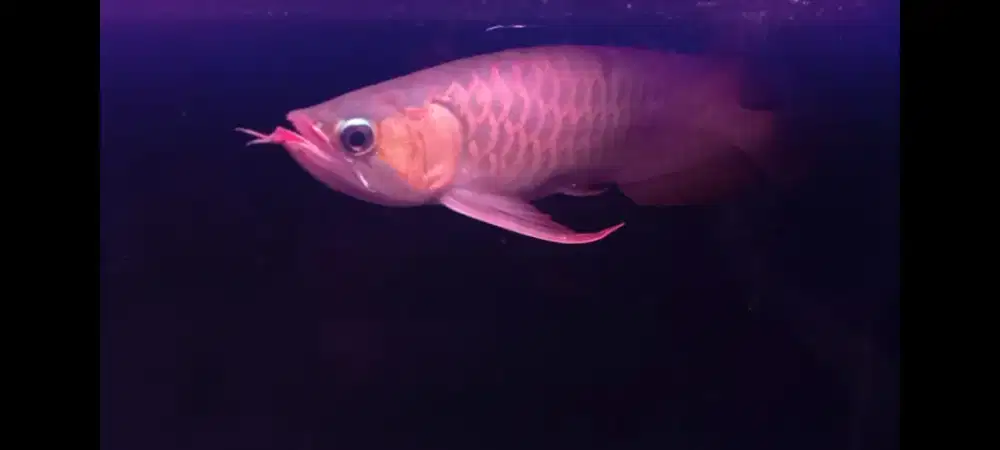 IKAN AROWANA SUPER RED
