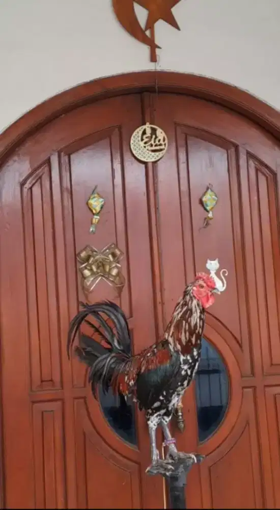 AYAM KETAWA JANTAN JENGGER MAWAR MURAH